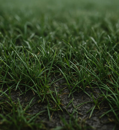 Terrain gras